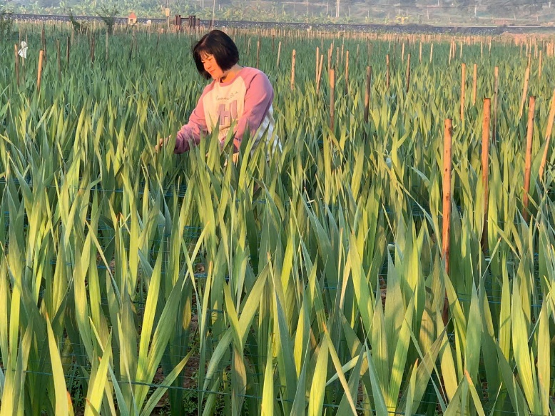 A person in a field of tall grass  AI-generated content may be incorrect.