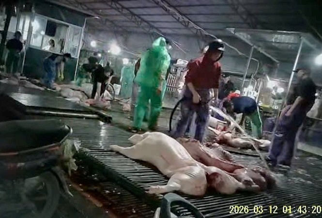 Lãnh đạo, chỉ đạo triển khai có hiệu quả công tác phòng chống bệnh dịch tả lợn Châu Phi- Ảnh 1.