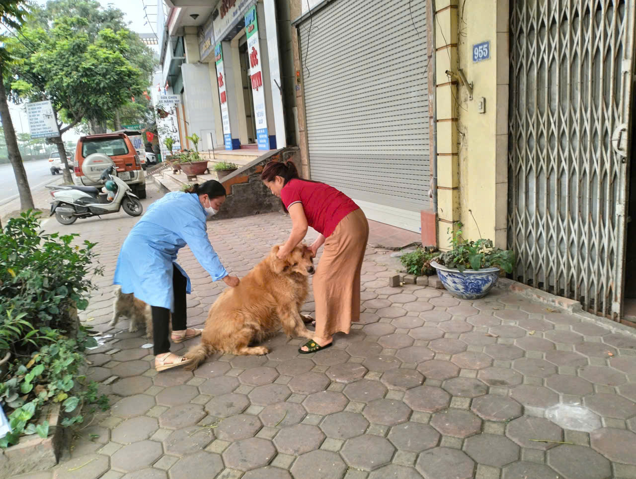 Xã Gia Lâm triển khai đồng bộ công tác tiêm phòng vắc xin cho đàn chó mèo, gia súc, gia cầm đợt 1 năm 2026- Ảnh 3.