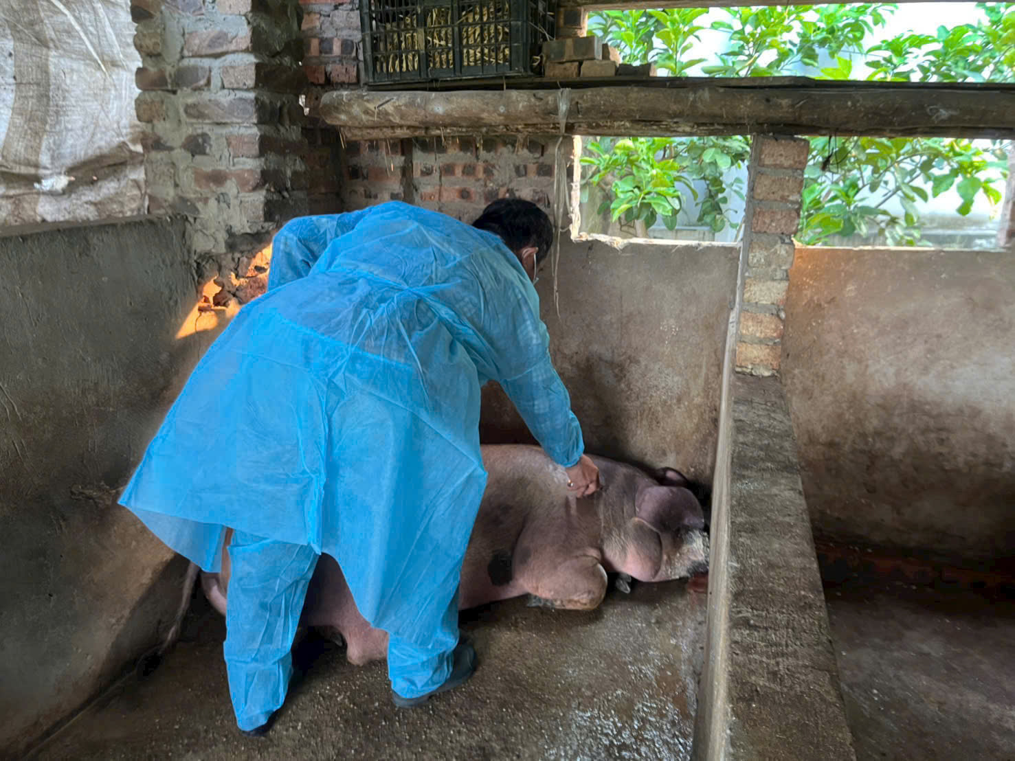 Xã Gia Lâm triển khai đồng bộ công tác tiêm phòng vắc xin cho đàn chó mèo, gia súc, gia cầm đợt 1 năm 2026- Ảnh 4.