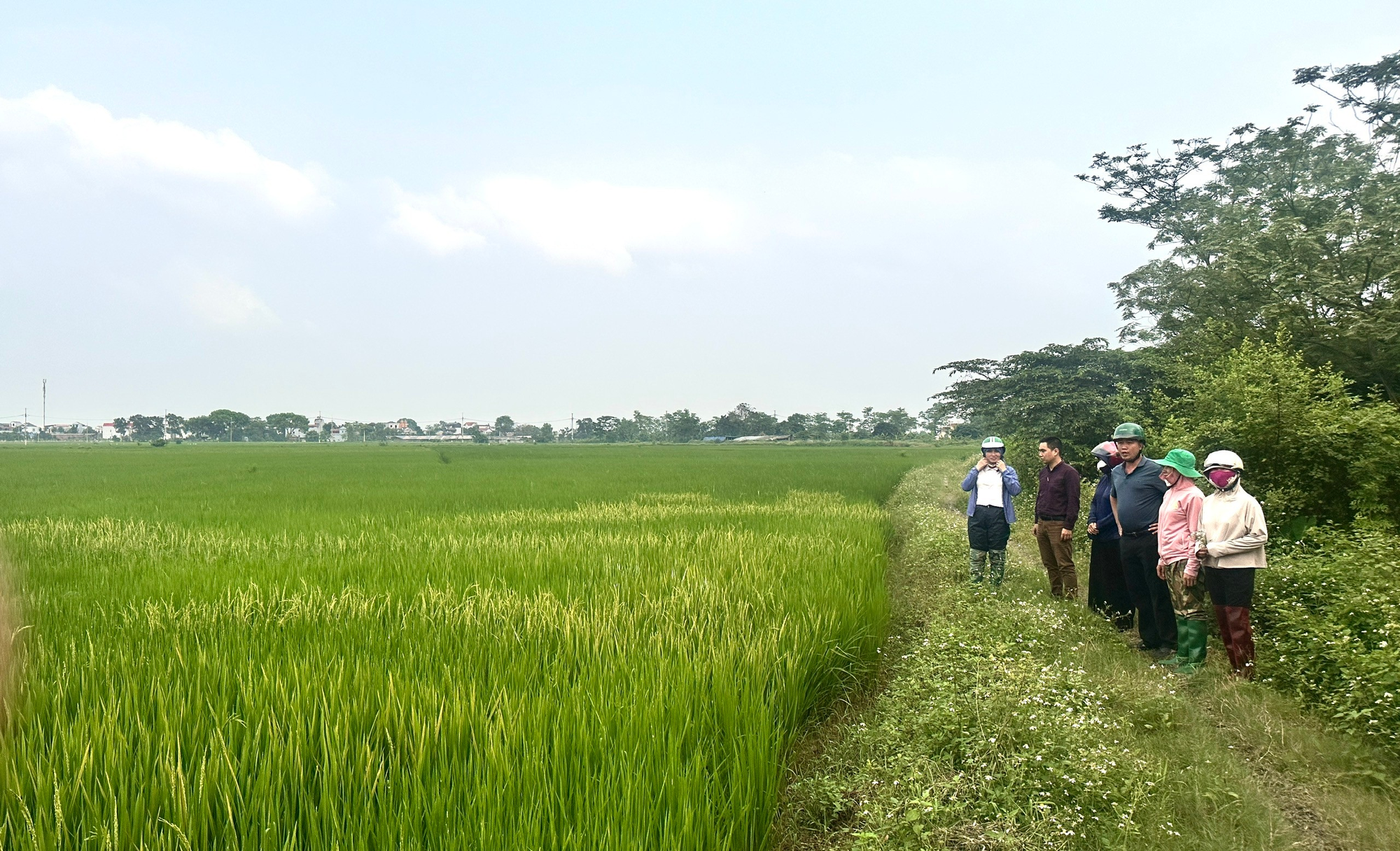 Chi cục Trồng trọt và Bảo vệ thực vật Hà Nội kiểm tra tình hình sản xuất nông nghiệp tại HTXNN An Mỹ, xã Hồng Sơn- Ảnh 1.