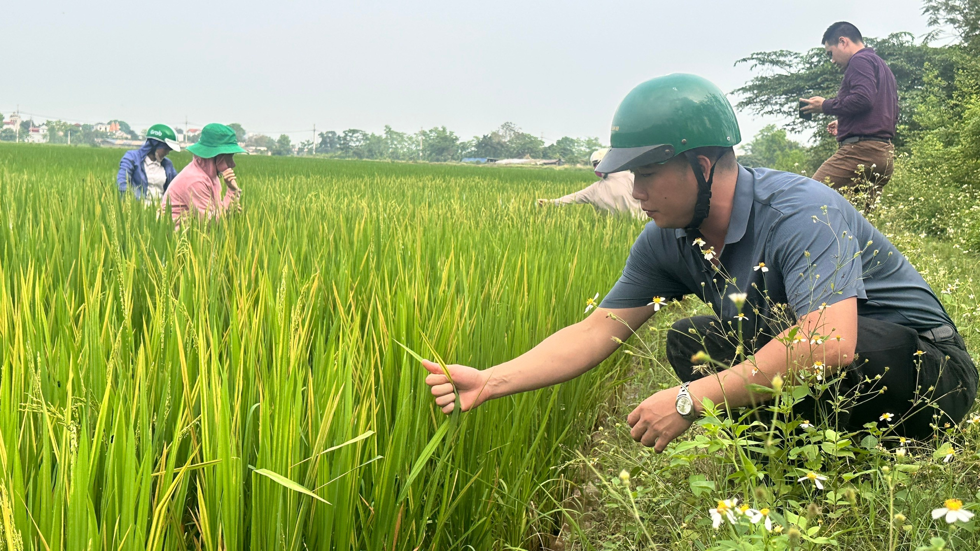 Chi cục Trồng trọt và Bảo vệ thực vật Hà Nội kiểm tra tình hình sản xuất nông nghiệp tại HTXNN An Mỹ, xã Hồng Sơn- Ảnh 2.