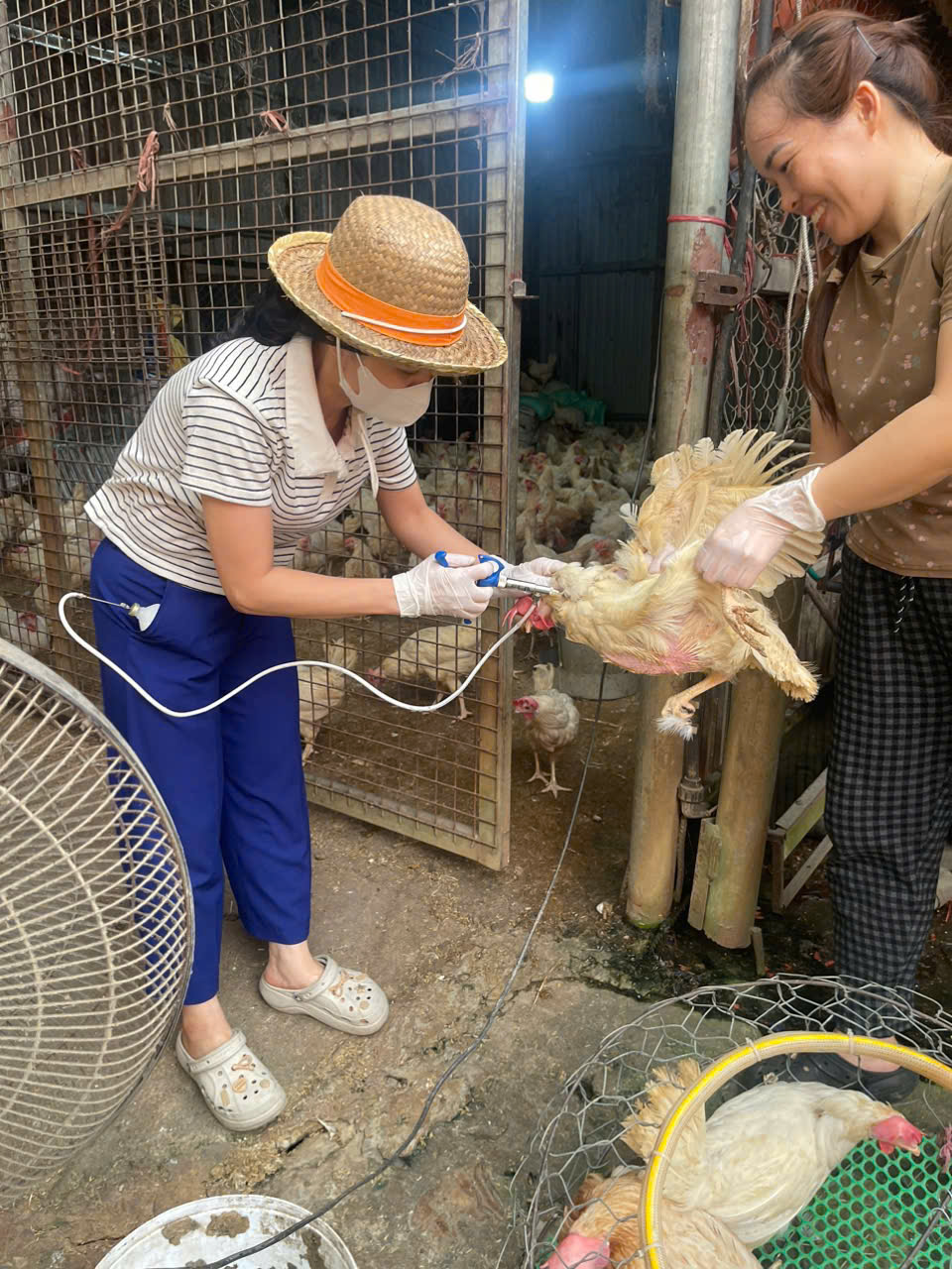 XÃ VĨNH THANH TĂNG TỐC TIÊM PHÒNG CÚM GIA CẦM – CHỦ ĐỘNG “DỰNG LÁ CHẮN” PHÒNG DỊCH- Ảnh 1.