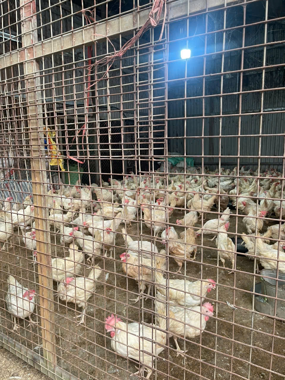 XÃ VĨNH THANH TĂNG TỐC TIÊM PHÒNG CÚM GIA CẦM – CHỦ ĐỘNG “DỰNG LÁ CHẮN” PHÒNG DỊCH- Ảnh 2.