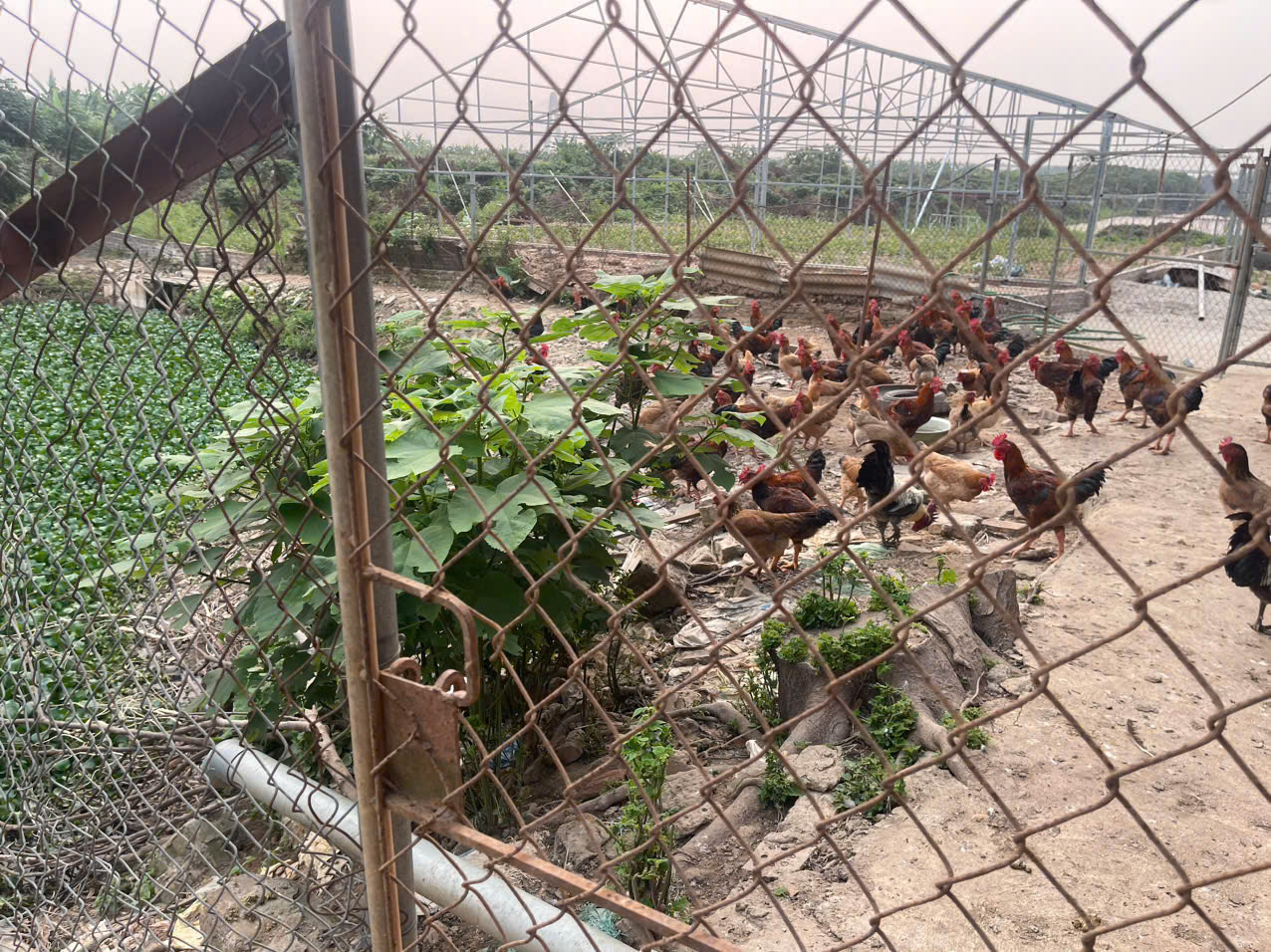 XÃ VĨNH THANH TĂNG TỐC TIÊM PHÒNG CÚM GIA CẦM – CHỦ ĐỘNG “DỰNG LÁ CHẮN” PHÒNG DỊCH- Ảnh 3.