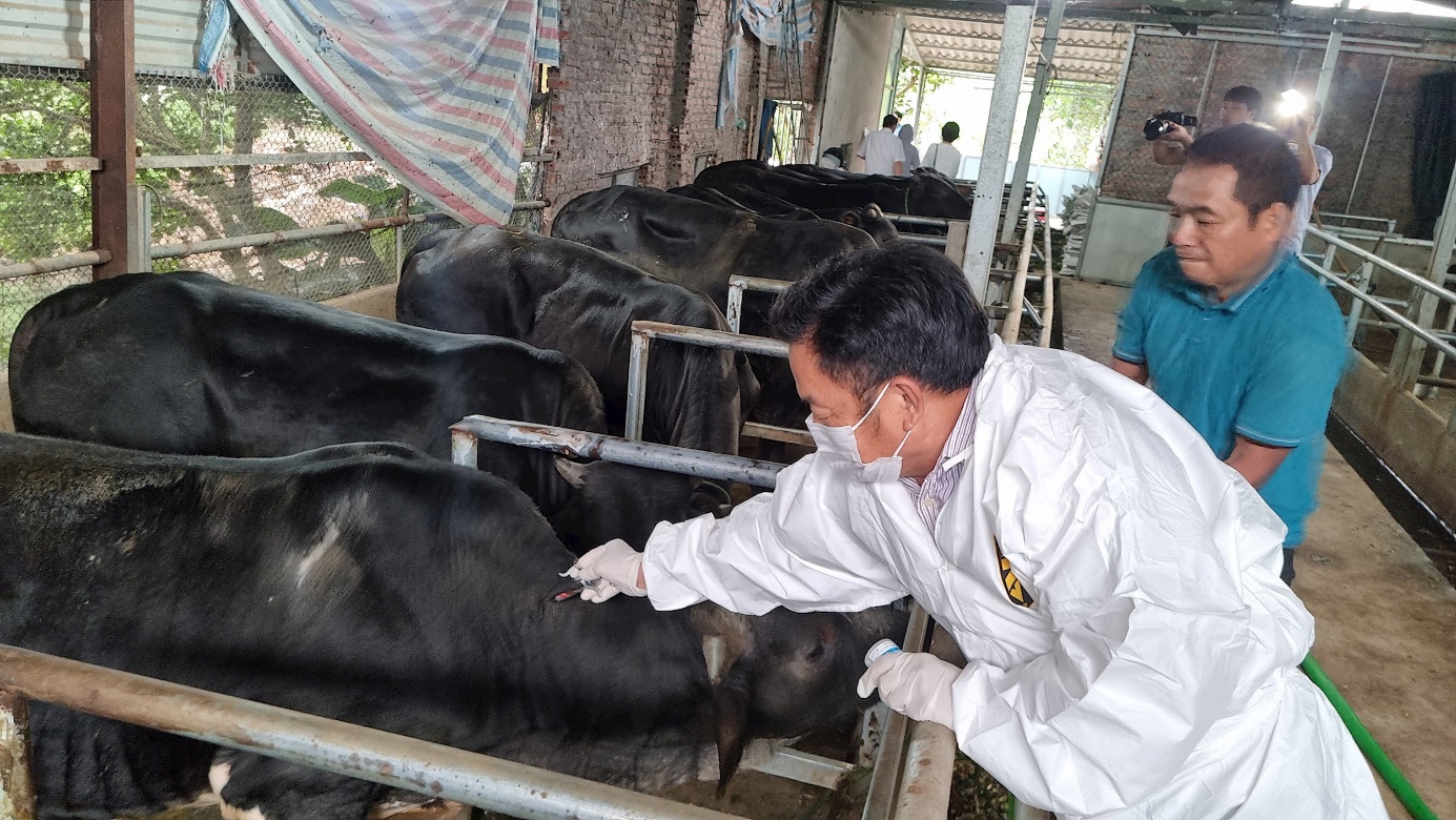 Xã Thuận An tập trung quyết liệt tiêm vắc xin phòng chống dịch bệnh cho đàn gia súc, gia cầm và tiêm phòng dại chó, mèo- Ảnh 2.