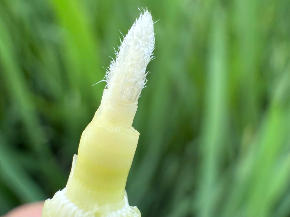 C:\Users\User.User-PC\Downloads\1100799706497721882 (1).jpg