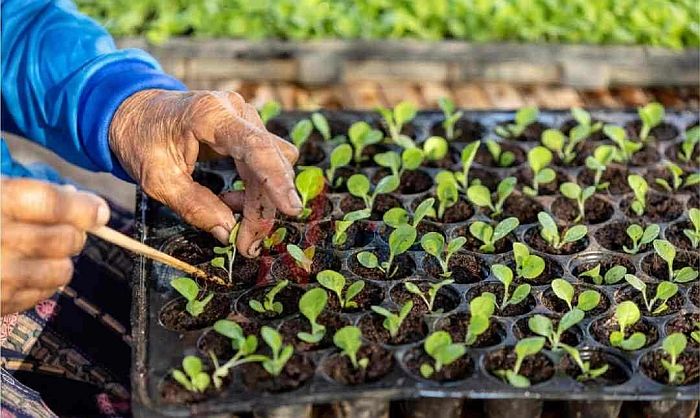 Hà Nội phê duyệt, bãi bỏ quy trình nội bộ giải quyết thủ tục hành chính lĩnh vực Trồng trọt, đẩy mạnh cải cách và chuyển đổi số- Ảnh 1.