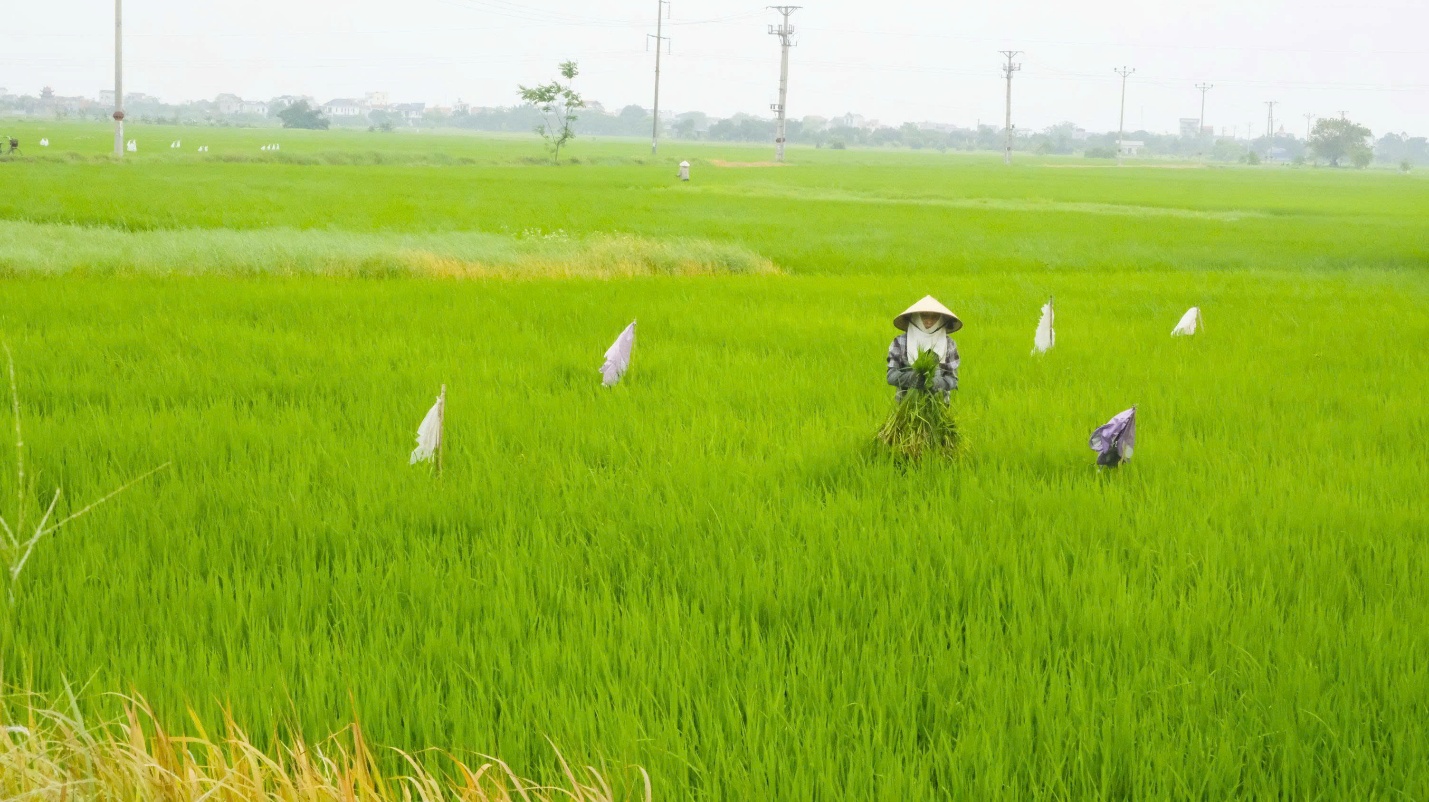 Hoài Đức chủ động triển khai đồng bộ giải pháp kỹ thuật, “chặn đứng” sâu bệnh cuối vụ lúa xuân 2026- Ảnh 3.