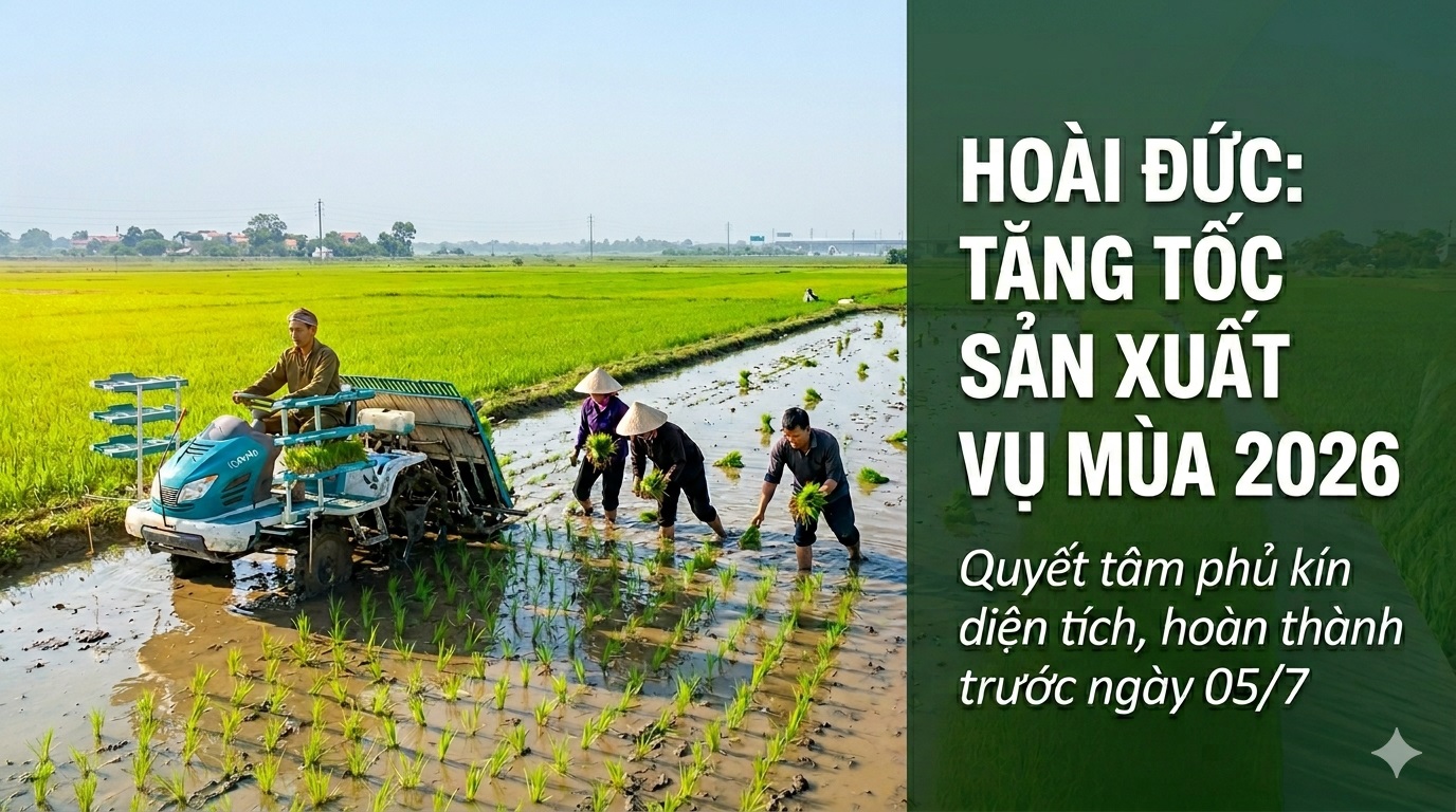 Hoài Đức tăng tốc sản xuất vụ mùa 2026 – Quyết tâm phủ kín diện tích trong khung thời vụ vàng- Ảnh 1.