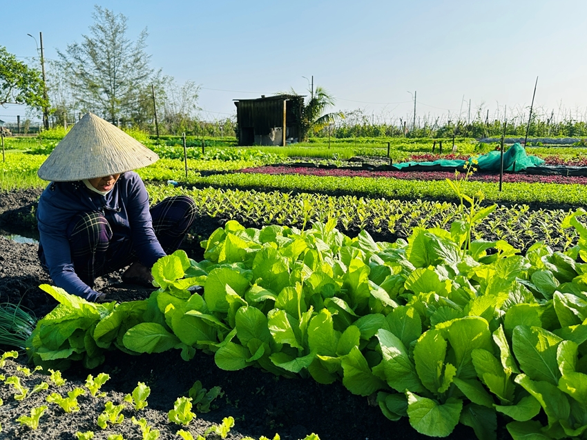 Được mùa rau Tết