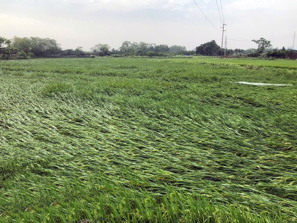 Biện pháp phục hồi sản xuất nông nghiệp- Ảnh 1.