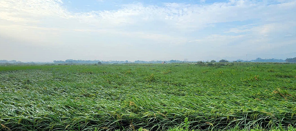 Biện pháp phục hồi sản xuất nông nghiệp- Ảnh 2.