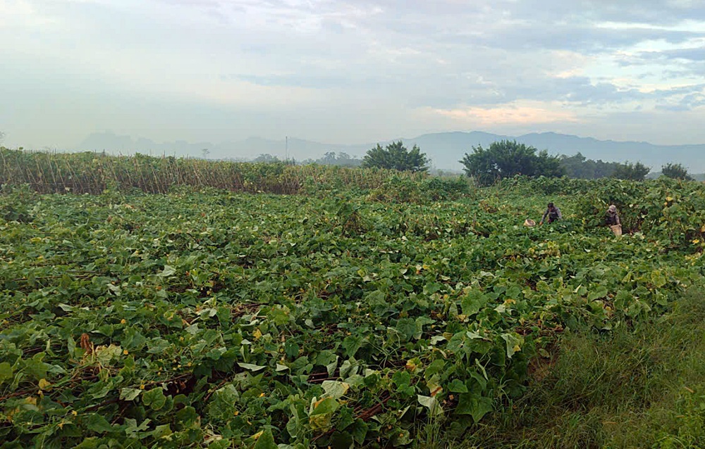 Biện pháp phục hồi sản xuất nông nghiệp- Ảnh 3.