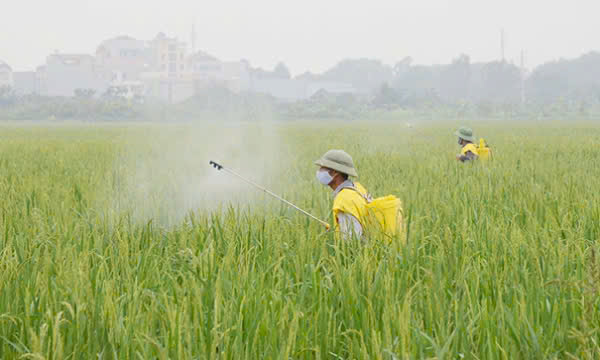 Tình hình sâu bệnh hại lúa từ nay đến cuối vụ và biện pháp phòng trừ- Ảnh 1.