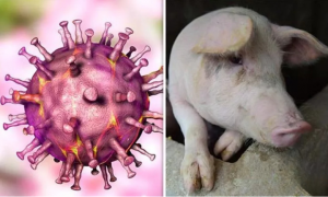 Dịch tả lợn châu Phi: Lời giải đáp khoa học về nguy cơ lây nhiễm sang người- Ảnh 1.