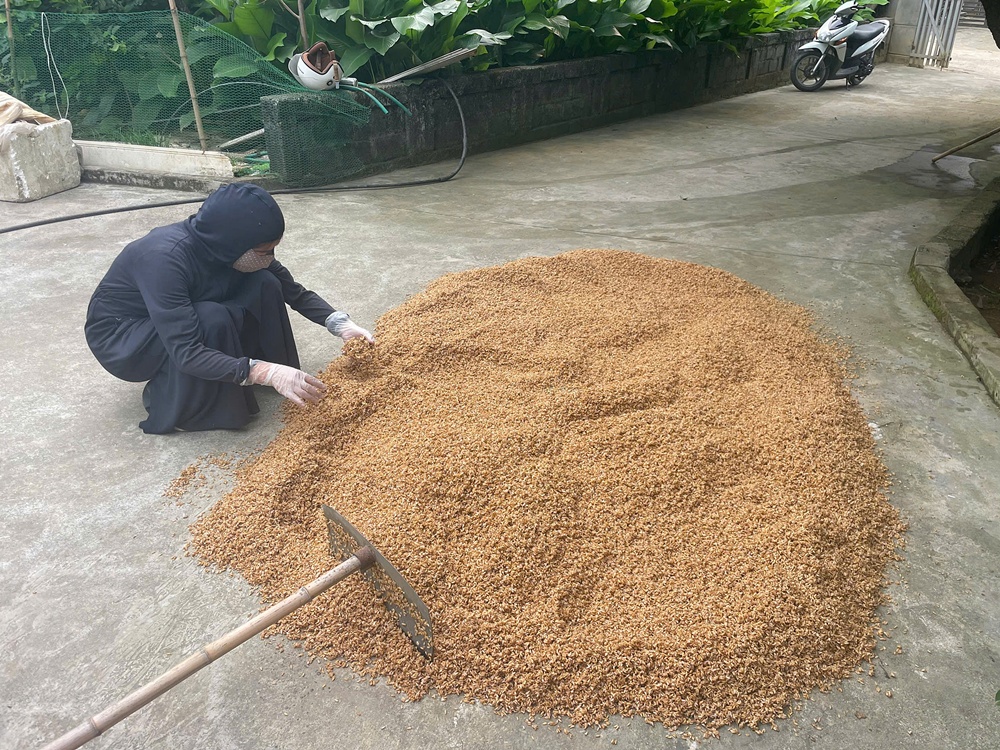 Trung tâm dịch vụ tổng hợp xã Xuân Mai tăng cường hướng dẫn diệt chuột bảo vệ lúa vụ xuân- Ảnh 1.