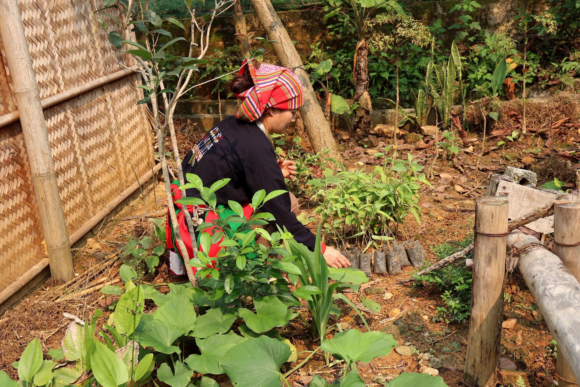 Khát vọng vươn lên làm giàu của người dân Ba Vì dưới chân núi Tản- Ảnh 2.