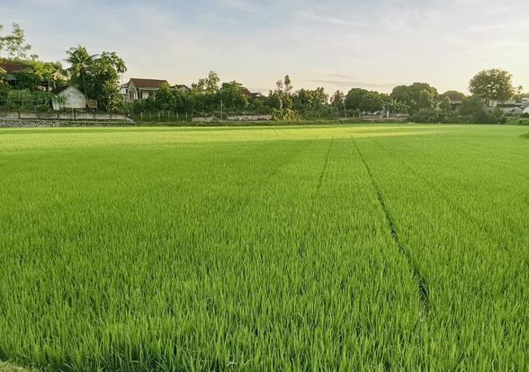 Thời điểm vàng bón đón đòng cho cây lúa hè thu.