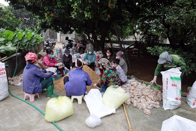 Hội viên Hợp tác xã Nông nghiệp Tân Tiến tích cực trong công tác diệt chuột bảo vệ lúa vụ Xuân 2026- Ảnh 1.