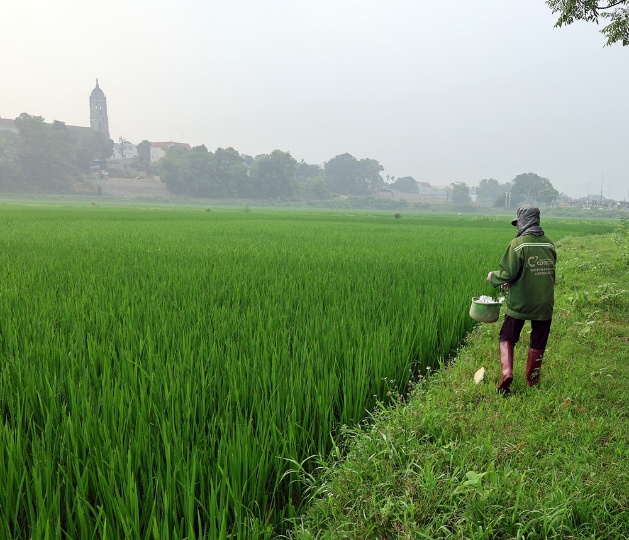 Hội viên Hợp tác xã Nông nghiệp Tân Tiến tích cực trong công tác diệt chuột bảo vệ lúa vụ Xuân 2026- Ảnh 2.