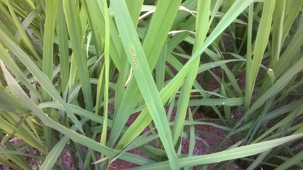 Trung tâm Dịch vụ tổng hợp xã Xuân Mai: Tình hình bệnh đạo ôn hại lúa và biện pháp phòng trừ- Ảnh 1.