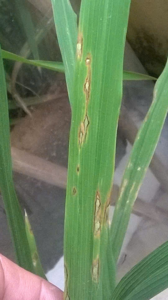 Trung tâm Dịch vụ tổng hợp xã Xuân Mai: Tình hình bệnh đạo ôn hại lúa và biện pháp phòng trừ- Ảnh 2.
