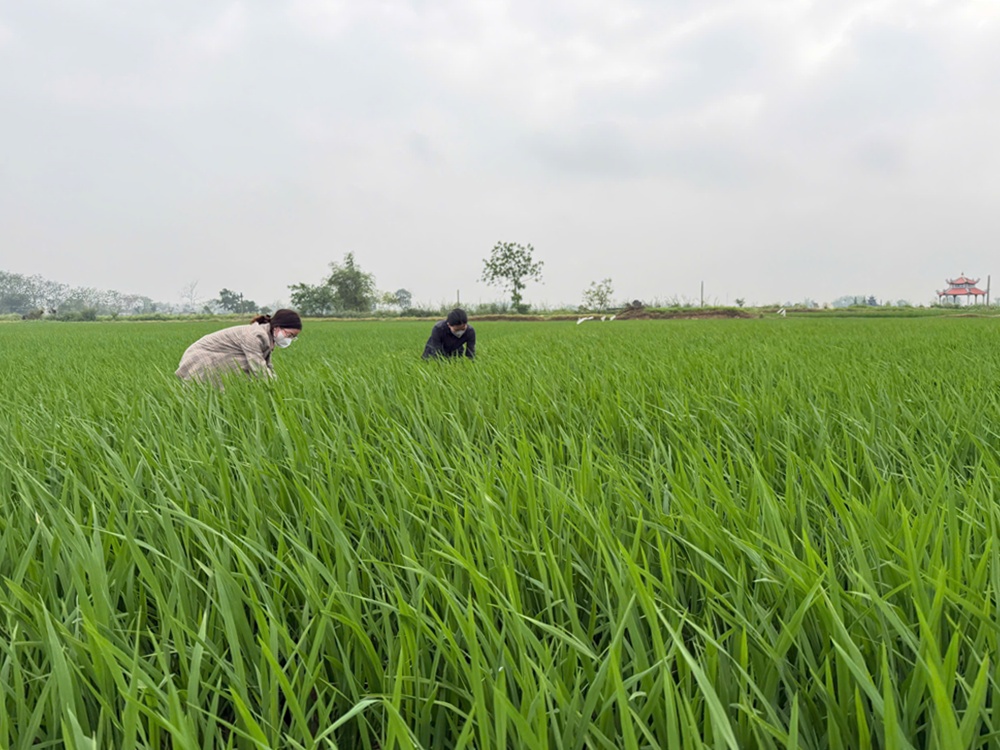 Trung tâm Dịch vụ tổng hợp xã Xuân Mai: Tình hình bệnh đạo ôn hại lúa và biện pháp phòng trừ- Ảnh 3.