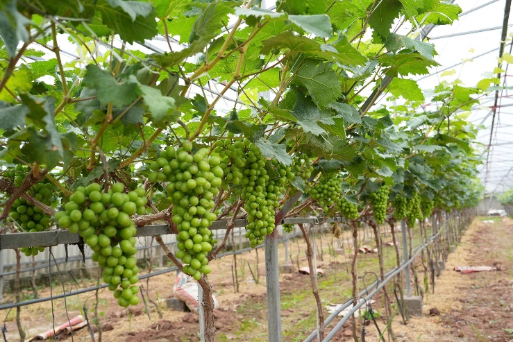 A close-up of a bunch of grapes  AI-generated content may be incorrect.