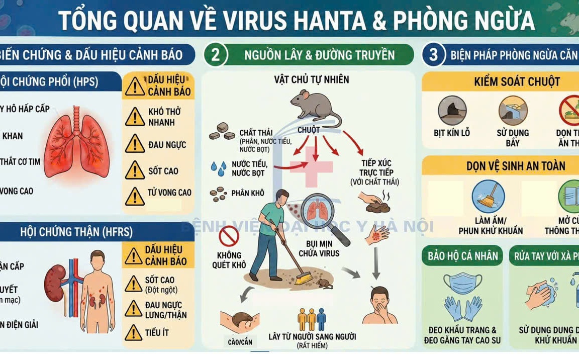 Tuyên truyền tổng quan về virus Hanta và cách phòng ngừa.