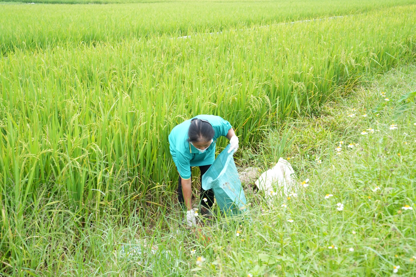 A person picking up garbage in a field  AI-generated content may be incorrect.
