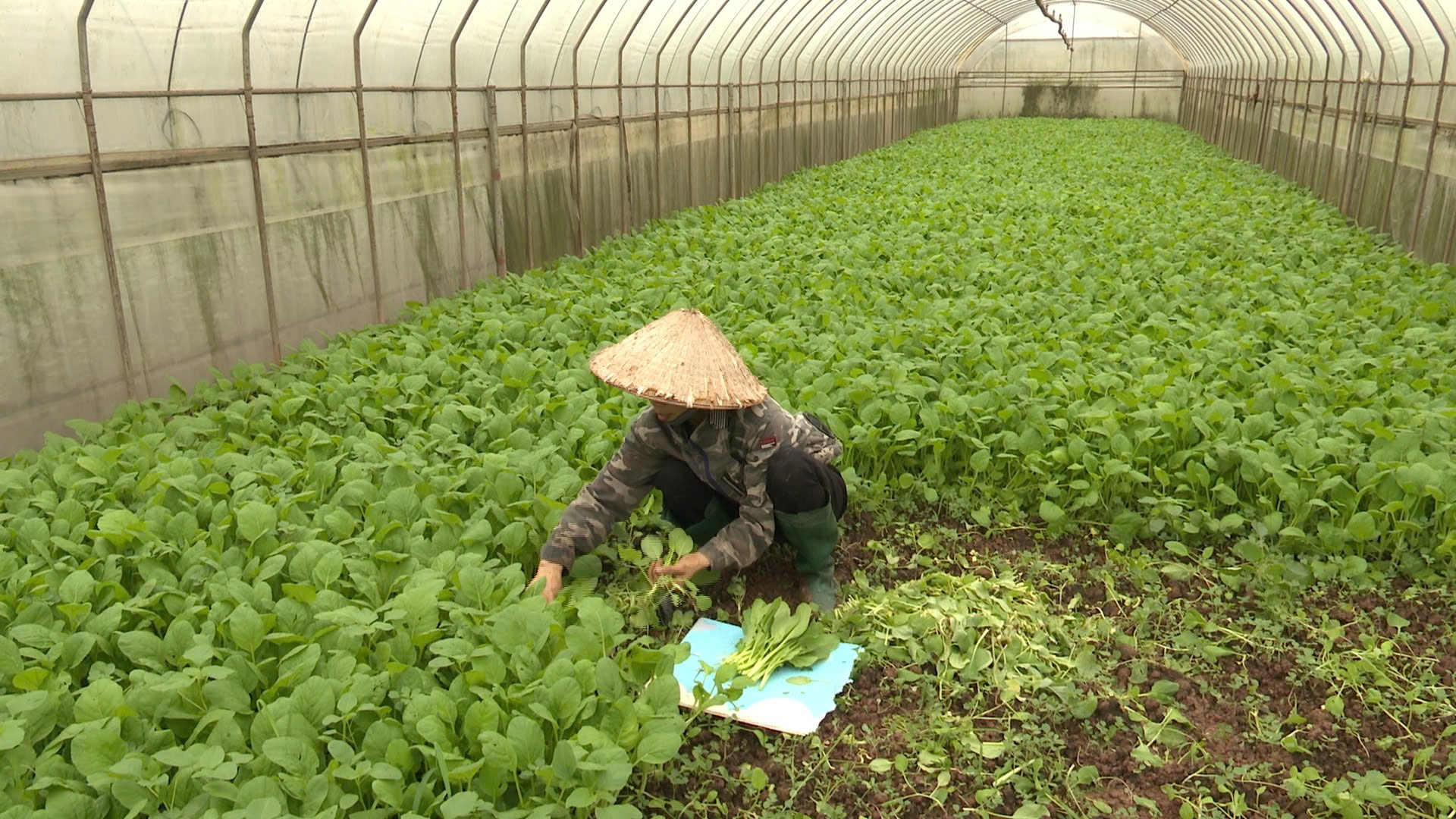 Chị Đặng Thị Cuối -  Gương phụ nữ tiêu biểu trong phong trào phát triển kinh tế- Ảnh 2.