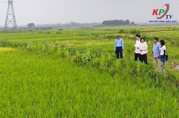 Ban Quản lý dự án đầu tư - Hạ tầng xã Kiều Phú tiến hành nghiệm thu diện tích sản xuất nông nghiệp thực tế phục vụ công tác quản lý, đặt hàng dịch vụ thủy lợi phí năm 2026- Ảnh 4.