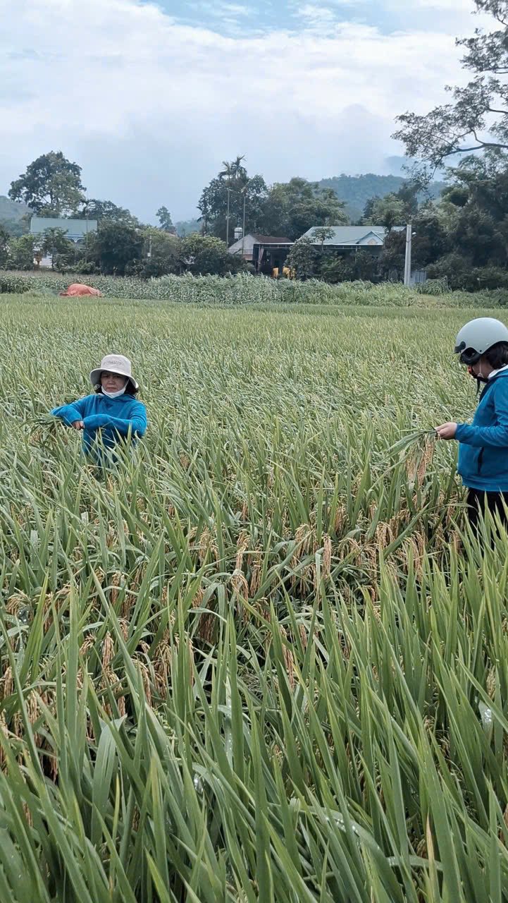 Đánh giá năng suất lúa vụ xuân năm 2026 tại xã Ba Vì đạt kết quả tích cực- Ảnh 1.