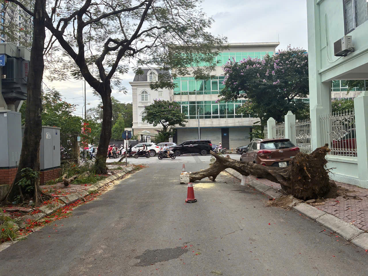 PHƯỜNG NGHĨA ĐÔ KỊP THỜI XỬ LÝ CÂY XANH BẬT GỐC TẠI NGÕ 203 ĐƯỜNG HOÀNG QUỐC VIỆT- Ảnh 3.