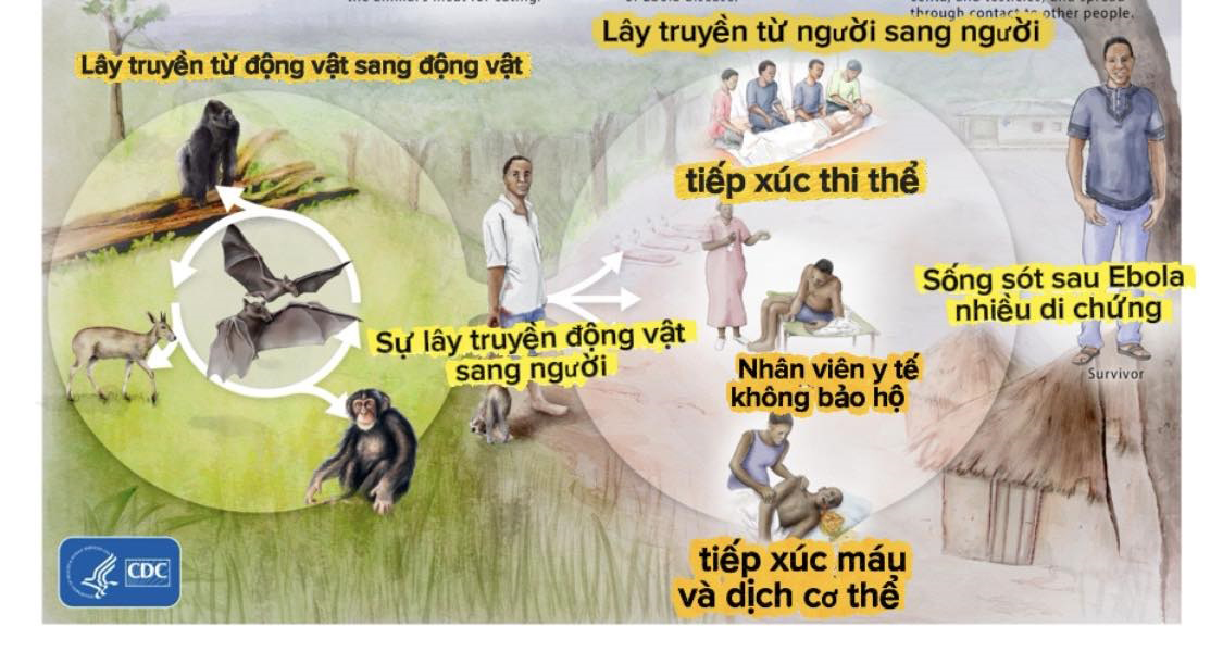 Bệnh do vi rút Ebola, biết đúng thì không sợ- Ảnh 1. Bệnh do vi rút Ebola, biết đúng thì không sợ- Ảnh 1.