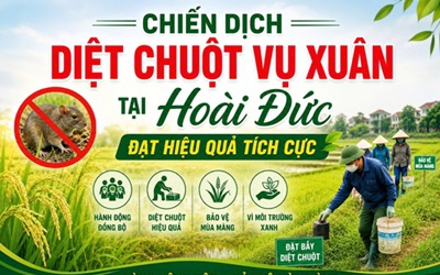 Chiến dịch diệt chuột vụ Xuân tại Hoài Đức đạt hiệu quả tích cực