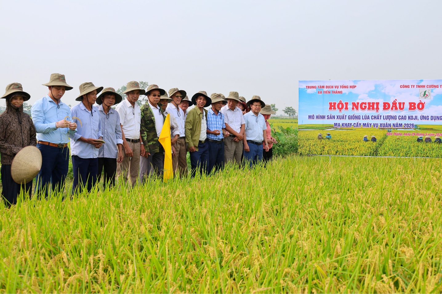 Hội nghị đầu bờ về mô hình sản xuất giống lúa chất lượng cao KOJI, ứng dụng mạ khay cấy máy vụ xuân năm 2026- Ảnh 2.