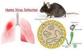 Phòng chống bệnh do Virus Hanta- Ảnh 1.