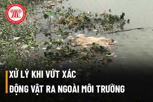 Nghiêm cấm và xử lý nghiêm hành vi vứt xác động vật chết ra môi trường trên địa bàn xã- Ảnh 1.