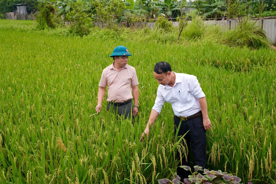 XÃ KIM ANH TỔ CHỨC HỘI NGHỊ ĐÁNH GIÁ NĂNG SUẤT VÀ NGHIỆM THU THỦY LỢI PHÍ VỤ XUÂN NĂM 2026- Ảnh 3.