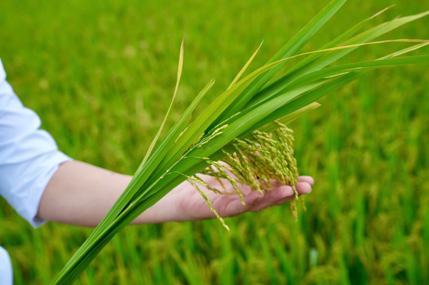 XÃ KIM ANH TỔ CHỨC HỘI NGHỊ ĐÁNH GIÁ NĂNG SUẤT VÀ NGHIỆM THU THỦY LỢI PHÍ VỤ XUÂN NĂM 2026- Ảnh 5.