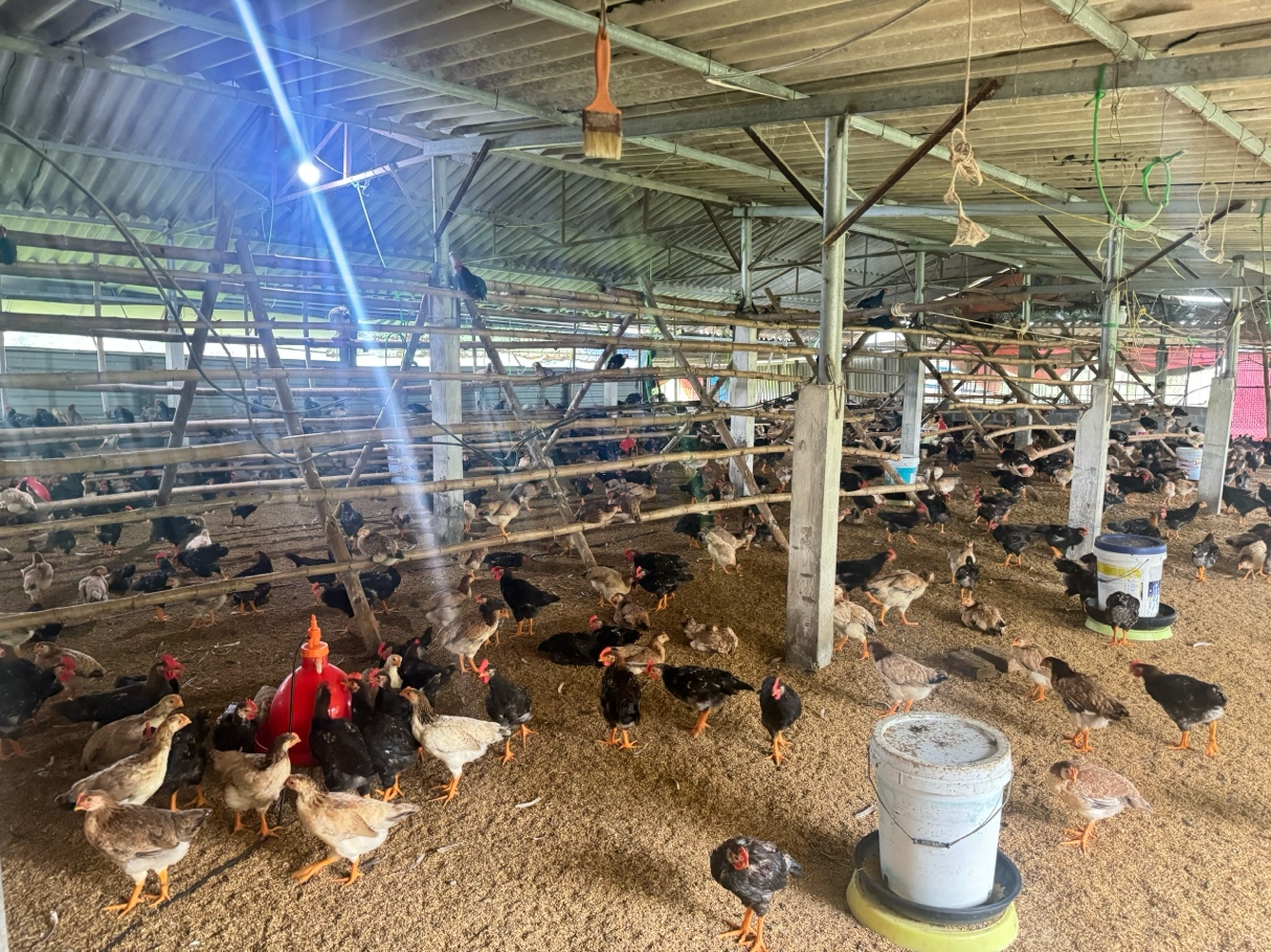 ĐOÀN TNCS HỒ CHÍ MINH XÃ XUÂN MAI TIẾP CẬN NGUỒN VỐN NHCSXH PHÁT TRIỂN KINH TẾ TẠI ĐỊA PHƯƠNG VÀ HỖ TRỢ THANH NIÊN KHỞI NGHIỆP- Ảnh 1.