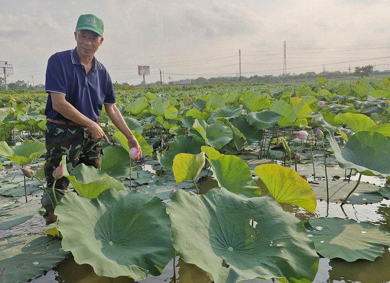 Phú Xuyên: Mở hướng làm giàu từ trồng sen kết hợp nuôi cá- Ảnh 2.