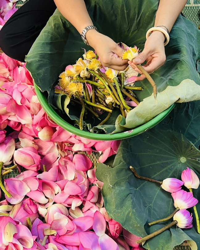 Trà sen Tây Hồ vào vụ- Ảnh 2.