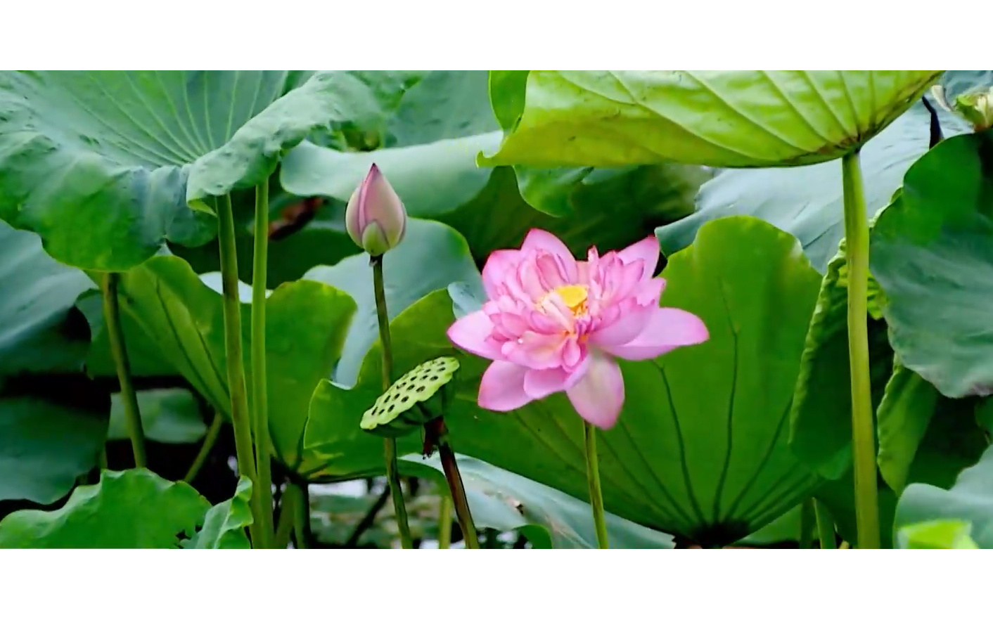 Dịu dàng sắc sen Bách Diệp ở hồ Tây