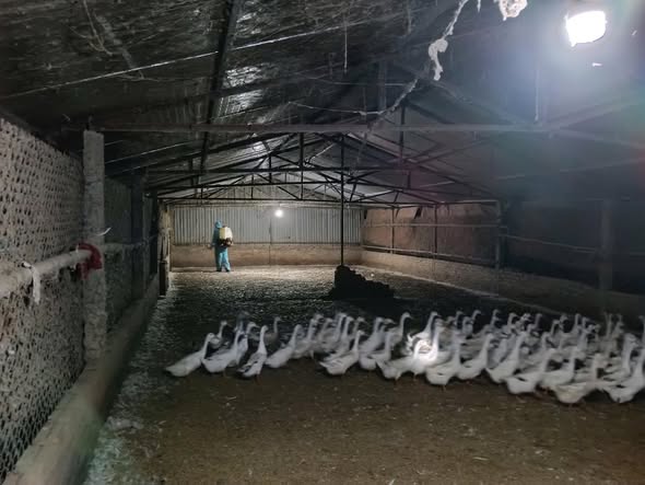 CHỦ ĐỘNG THỰC HIỆN AN TOÀN SINH HỌC TRONG CHĂN NUÔI – GIẢI PHÁP CĂN CƠ PHÒNG, CHỐNG DỊCH BỆNH ĐỘNG VẬT- Ảnh 2.