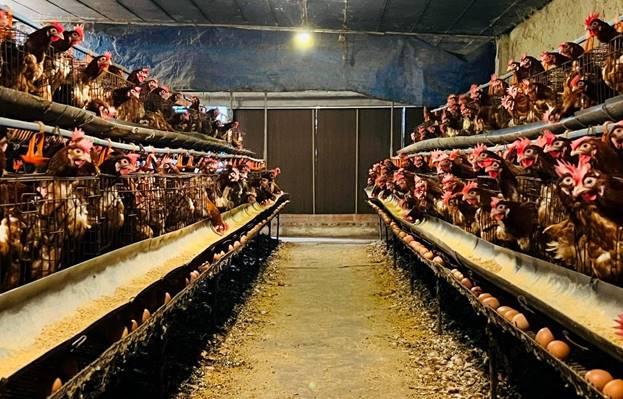 CHỦ ĐỘNG THỰC HIỆN AN TOÀN SINH HỌC TRONG CHĂN NUÔI – GIẢI PHÁP CĂN CƠ PHÒNG, CHỐNG DỊCH BỆNH ĐỘNG VẬT- Ảnh 3.