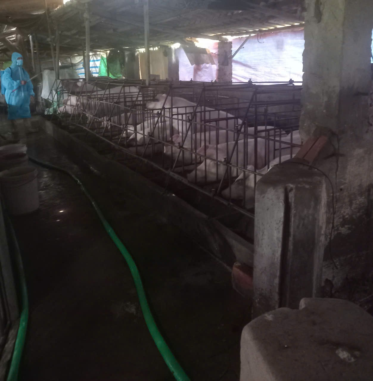 Xã Liên Minh ra quân triển khai phun diệt ruồi năm 2026 và vệ sinh khử trùng tiêu độc đợt sau tiêm phòng đại trà đợt 1/2026 trên địa bàn xã- Ảnh 3.