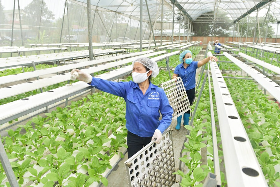 Động lực để nông nghiệp Thủ đô bứt phá- Ảnh 1.